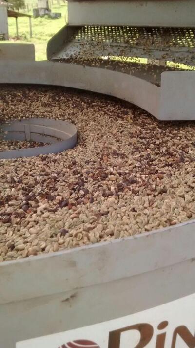 Beneficiamento Ambulante café