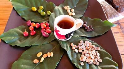 ร้านกาแฟ พาตินนท์ บ้านแม่กลางหลวง ดอยอินทนนท์