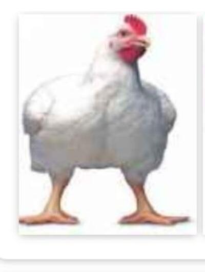 Ansiya Chicken Centre