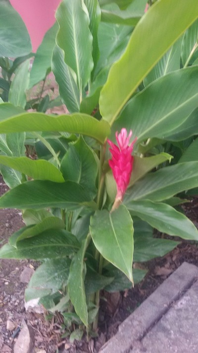 Sol De Oriente