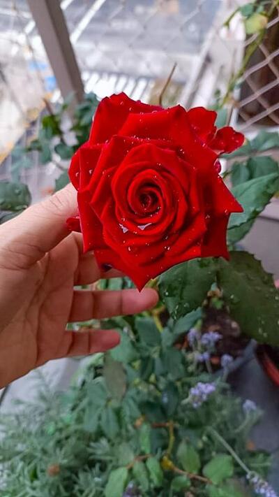 Levi's House Flor e Sabor