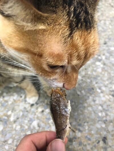 天然香素食