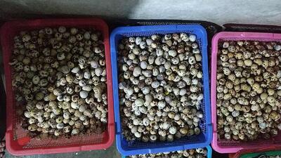 Telur Puyuh Bu Nurwati
