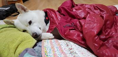 평화풍천마을
