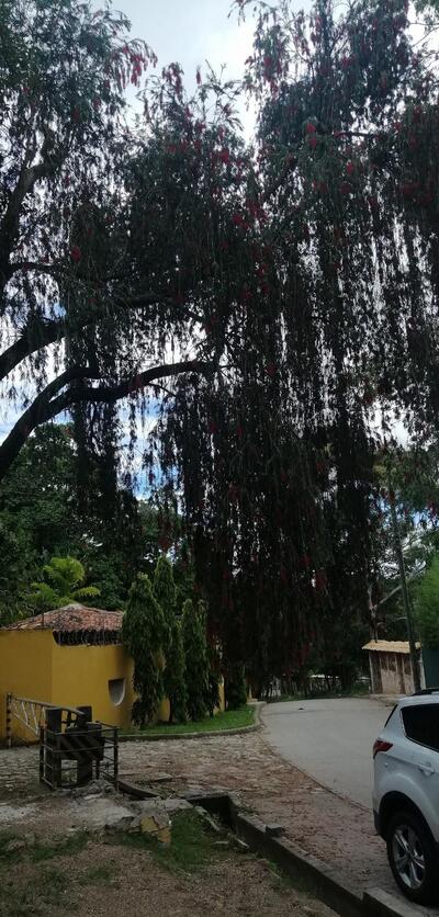Restaurante Típicos Los Mangos