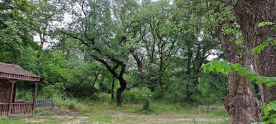 ფაცხები