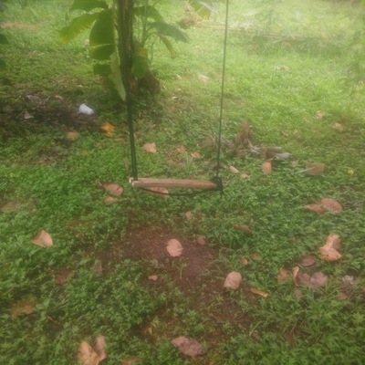 Finca M y M (Oro)