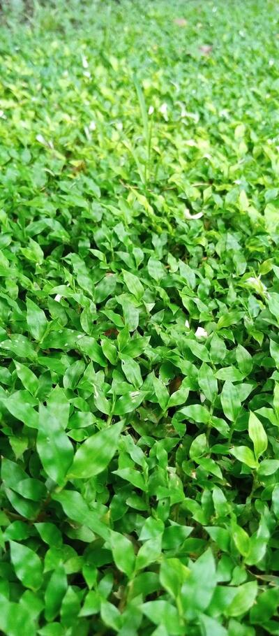 Nishchinta pur Market