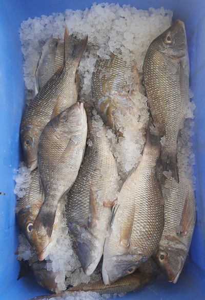 سماك ثمر يتFish shop thumrit