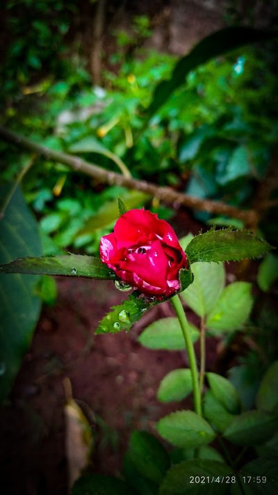 swamisamarth home stay