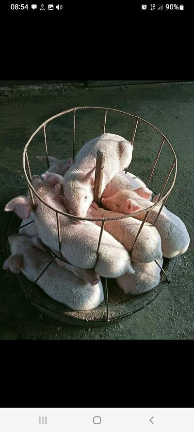 ตุ๋ย ฟามหมู