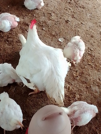 সবুজ স্টোর
