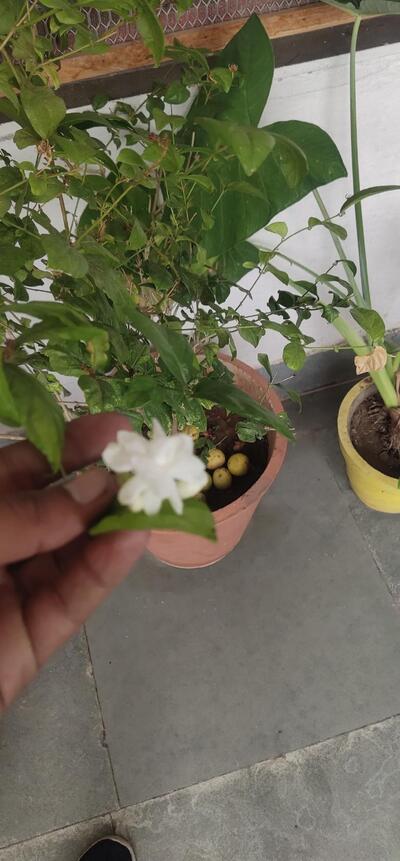 BANNA SHREE NONVEG RESTAURANT