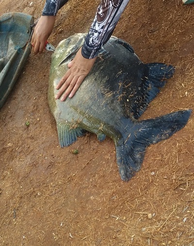 Pesqueiro Boitupesca