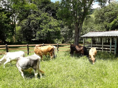 Pesqueiro dos Martins