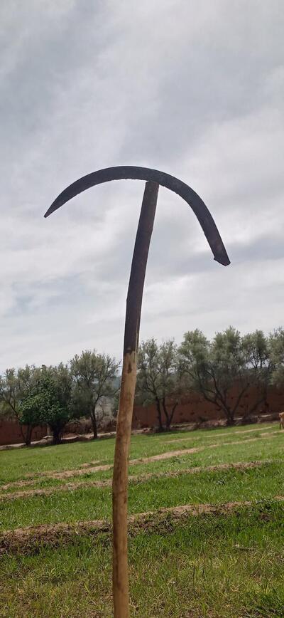 سوق أسماك أوريكة. شواية الحوت