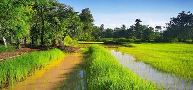 Piya Farm ᕦ(ಠ_ಠ)ᕤ