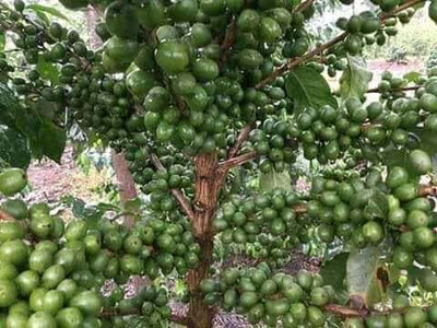 MUARIK COFFEE PLANTATION