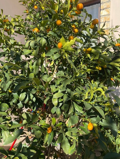 Bujtina Dumrea Rubin