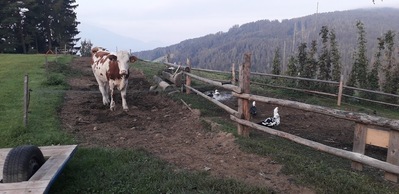 Ekološka Turistična Kmetija Gradišnik