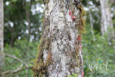 Aracê Refúgio Ecológico e Vivências Camping Tapiraí SP