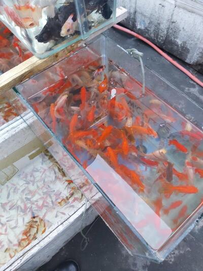Alwa Fish Jawadain Abu Haidar