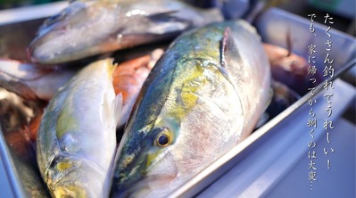 魚楽便