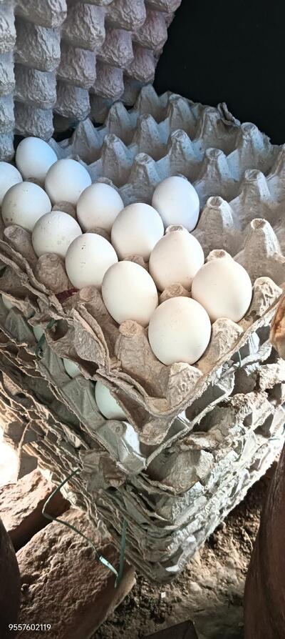 Raju Kirana Store and Food Shop