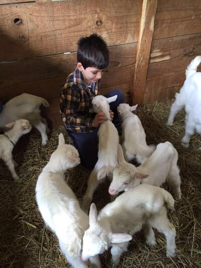 Capriana Granja Leiteira de Cabras