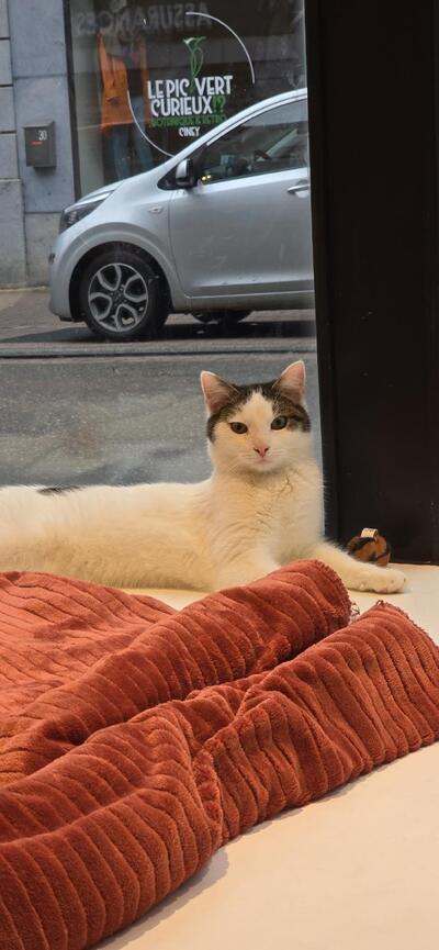 The Barvary ~ bar à chats