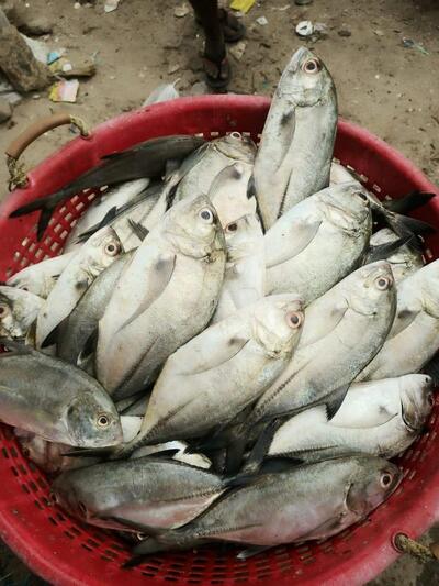 Bismi Fishing Matket