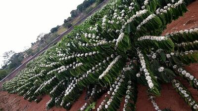 VIVEIRO VITÓRIA - Rolim de Moura/RO