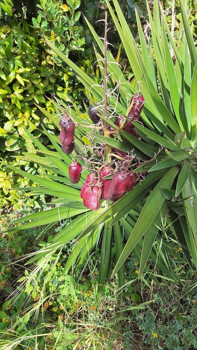 Orange Beach Bar & Restaurant