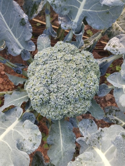 Chácara Califas (Restaurante colonial)