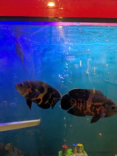 Wow bengal restaurant