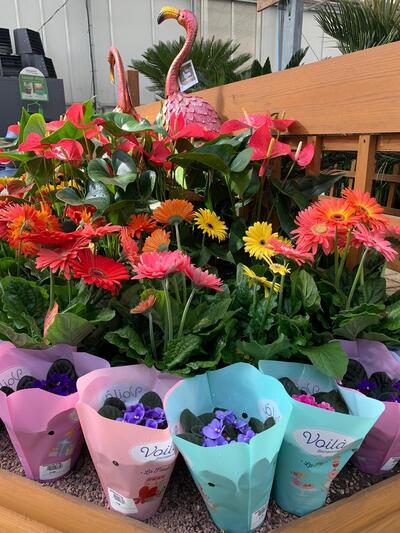 Meadow Grange Nursery LTD