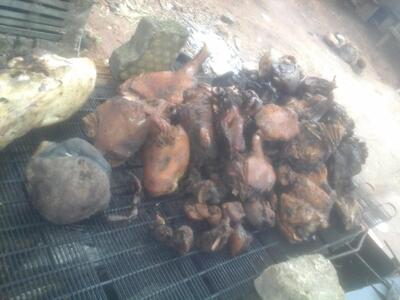 WILD ARENA JOINT.. (bush Meat 4u)
