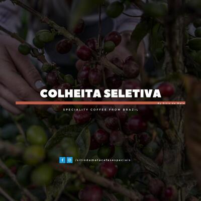 Pá de Café - Cafés Especiais