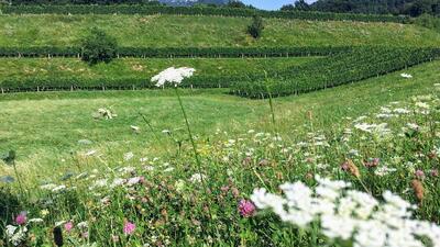 Agriturismo Ol Contadì