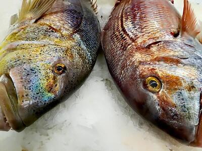 La Nuova Pescheria