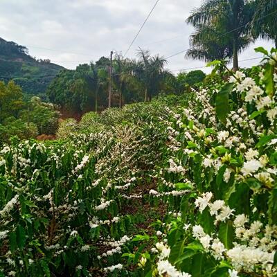 Sítio Imperial da Serra - Cafés Especiais