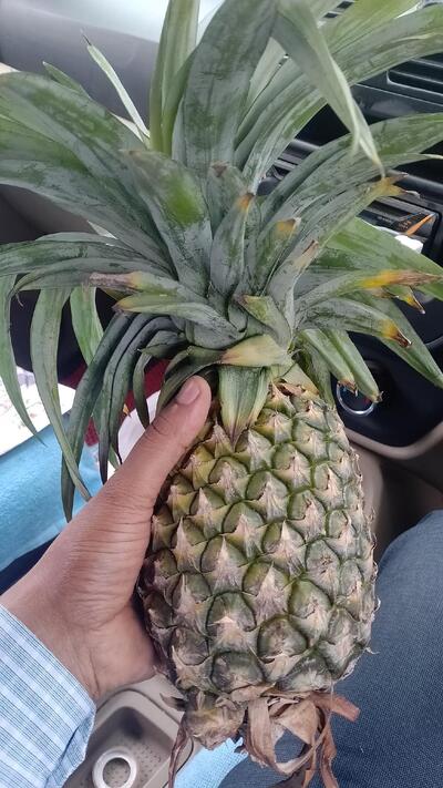 Fast food lachragarh