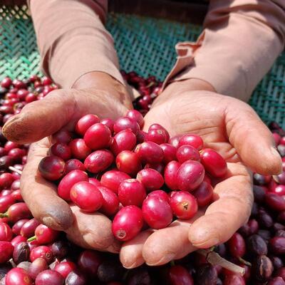 Mãos de Ouro Cafés