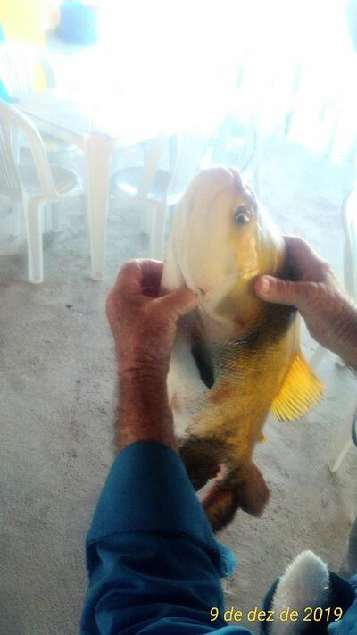 Restaurante pesque e pague beija flor