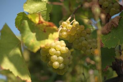 Weingut Goseck Pfeifer & Frick
