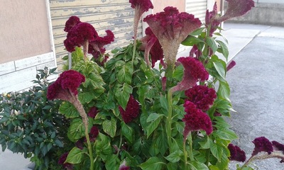 Pasticceria Pizzeria Dolcezza