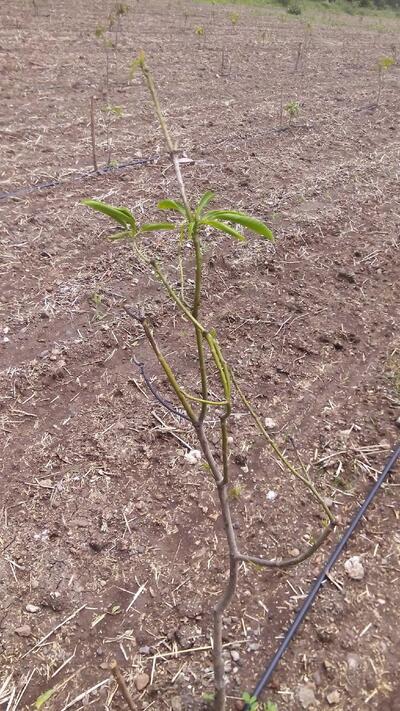 Divya Resturant photo