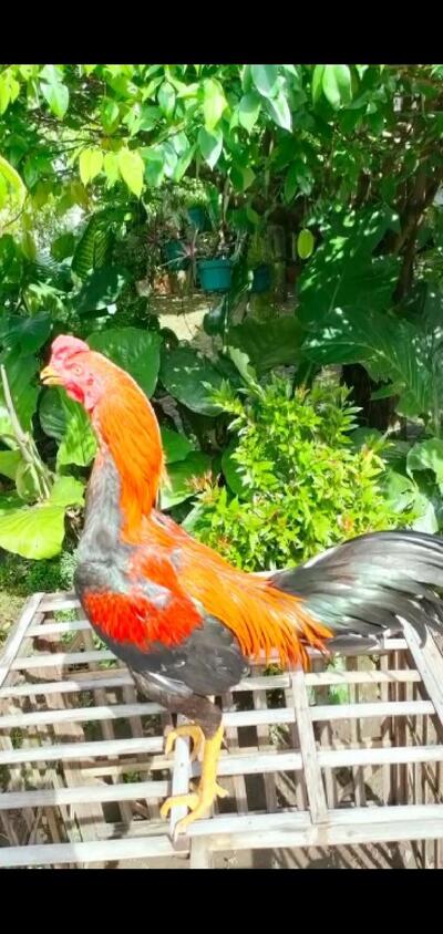 Warung Pak Ndut