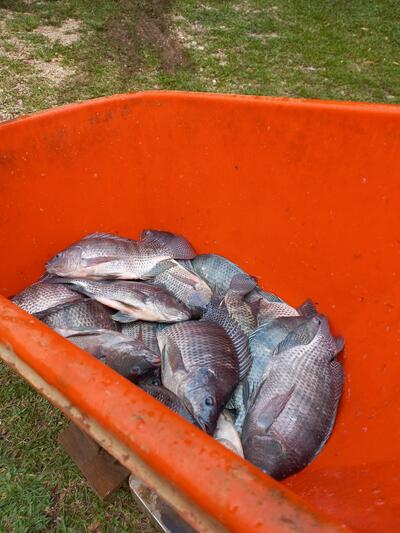 Pesque Pague Vovô Afonso e Porções