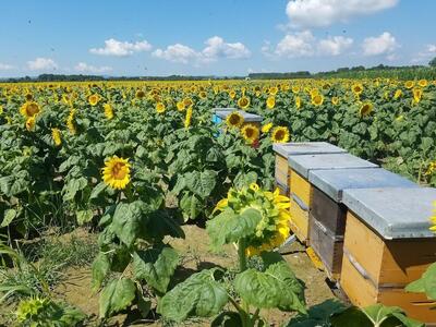 Mionički Ranč - Mionica's Ranch